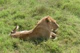 African Lion_P1050241.jpg