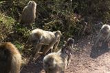 Olive Baboon_P1050313.jpg