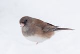 Dark-eyed Junco