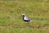 Black-bellied Plover