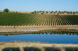 Vineyards at Valongo Castle