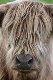 Near A99, Highland Cows