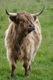 Near A99, Highland Cows