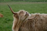Near A99, Highland Cows