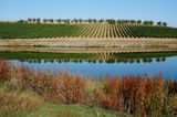 Wineyard of Valongo Castle, Portugal