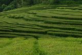 Gorreana Tea Plantation, S. Miguel Island, Azores, Portugal