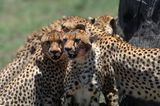 Masai Mara, Kenya