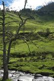 Vale de Cocora