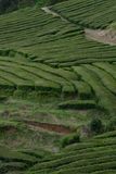 Gorreana Tea Plantation, S. Miguel Island, Azores, Portugal