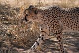 Cheetah Conservation Fund