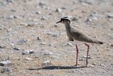 Etosha National Park, to Tsumcor Waterhole