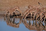 Etosha National Park, Chudop Waterhole