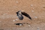 Etosha National Park, Chudop Waterhole