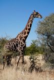 Etosha National Park, to Chudop Waterhole