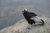 Popayn, Parque Purac, Condor Lookout