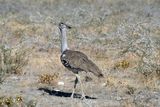 Etosha National Park, to Etosha Lookout