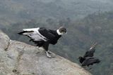 Popayn, Parque Purac, Condor Lookout