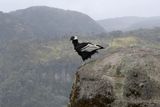 Popayn, Parque Purac, Condor Lookout