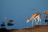 Etosha National Park, Okaukuejo Waterhole