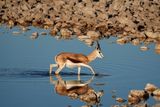 Etosha National Park, Okaukuejo Waterhole
