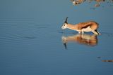 Etosha National Park, Okaukuejo Waterhole