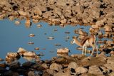 Etosha National Park, Okaukuejo Waterhole