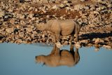 Etosha National Park, Okaukuejo Waterhole