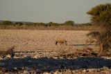 Etosha National Park, Okaukuejo Waterhole