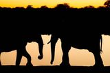 Etosha National Park, Okaukuejo Waterhole