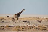 Etosha National Park, from Nebrowni to Okaukuejo