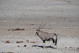 Etosha National Park, Nebrowni 