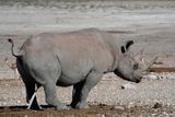 Etosha National Park, Nebrowni 