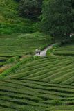 Gorreana Tea Plantation, S. Miguel Island, Azores, Portugal