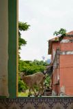 So Tom Island, Roa Agostinho Neto