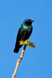 Brandberg, White Lady Lodge, Cape glossy starling