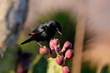 Brandberg, White Lady Lodge, Pale-winged Starling