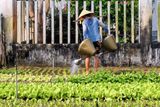 Watering Vegetable