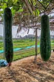 A Pair of Giant Squashes