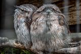 A pair of tawny frogmouths