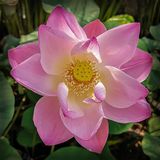 Lotus Flower