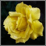 Yellow Rose 