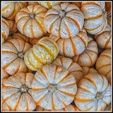 Squash