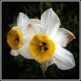 Narcissus