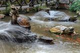 Turtle Pond