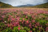 blueberry  and crowberries field