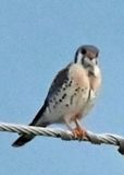 American Kestrel.jpg