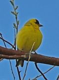 American Goldfinch 2.jpg