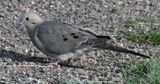 Mourning Dove.jpg
