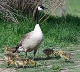 Canadian Goose w Gosslings 2.jpg