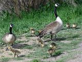 Canadian Goose w Gosslings.jpg